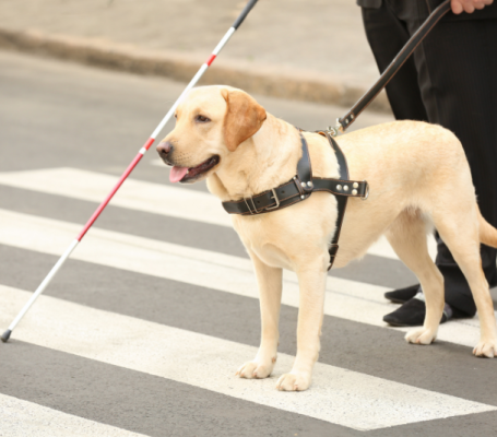 un perro guía cruza la calle con una persona ciega